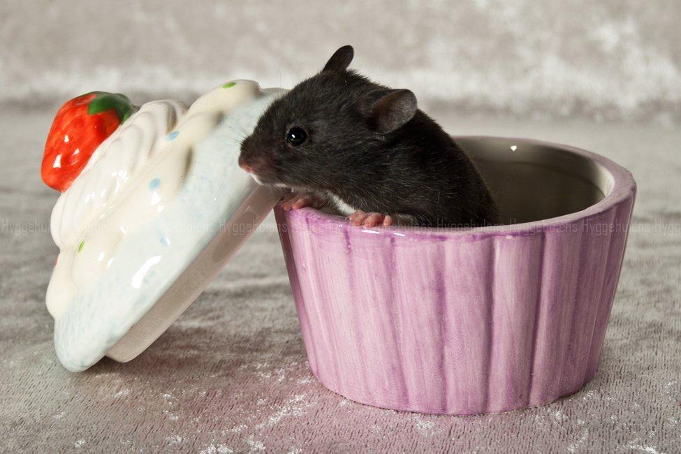 Hamster Hyggehulen's Diablo billede 11