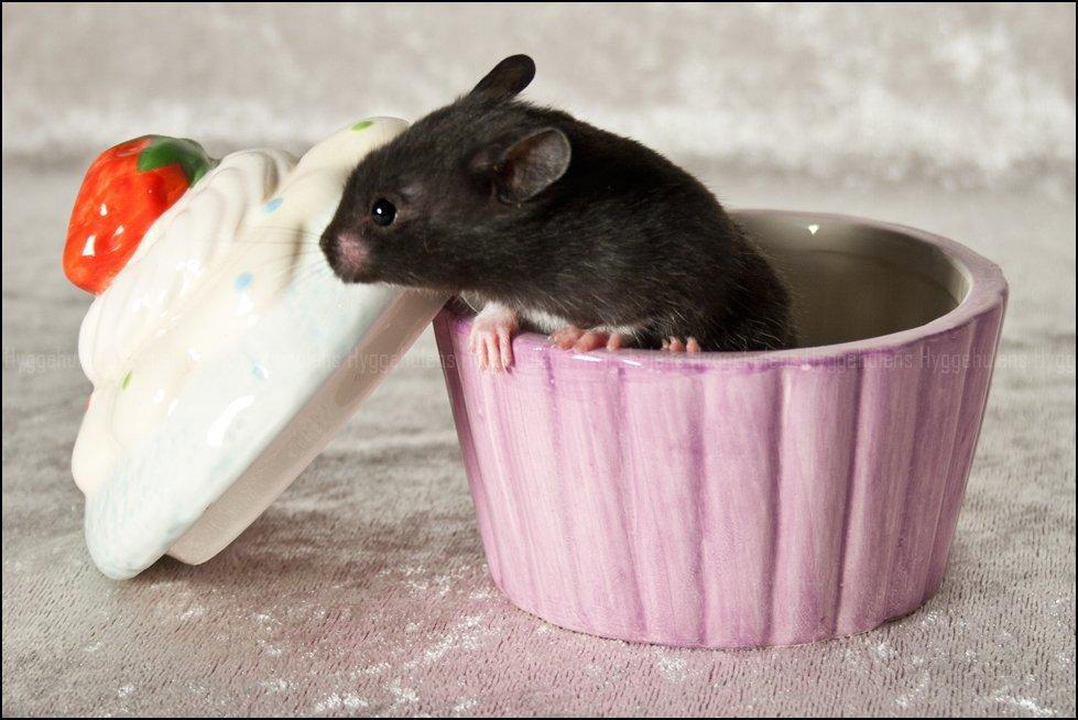 Hamster Hyggehulen's Diablo billede 12