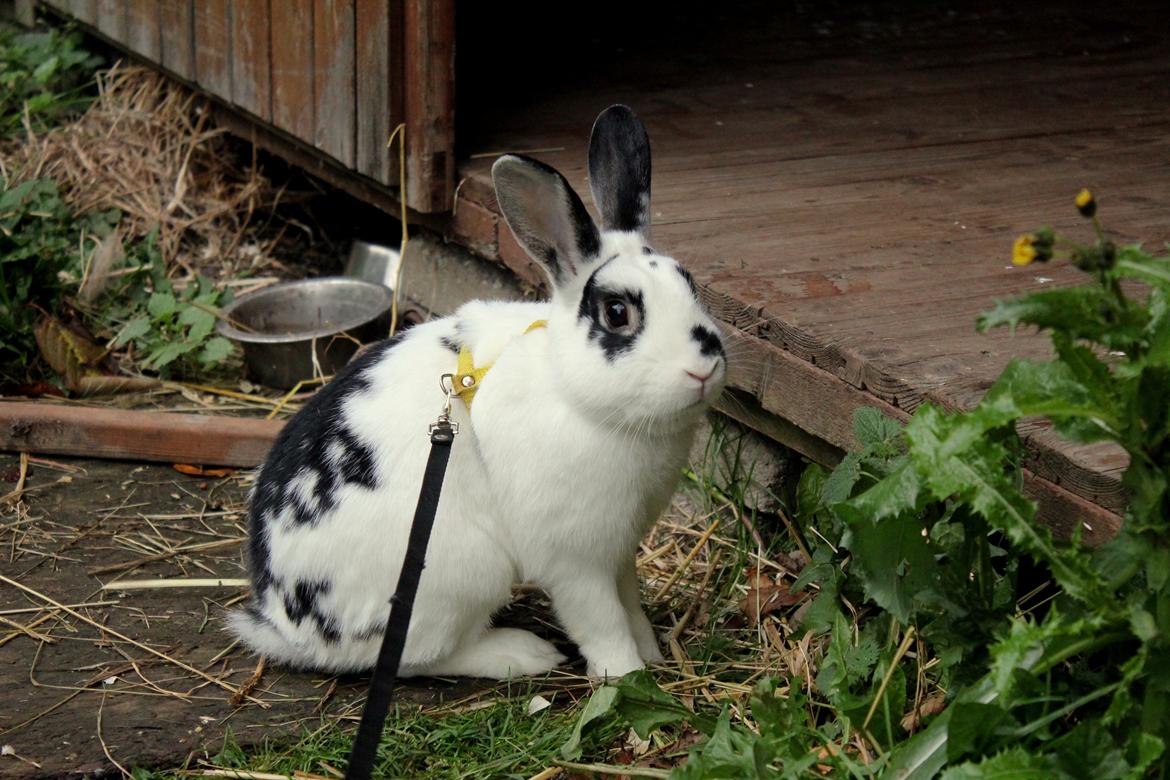 Kanin Dandelions Magnificent "Nuller" billede 21