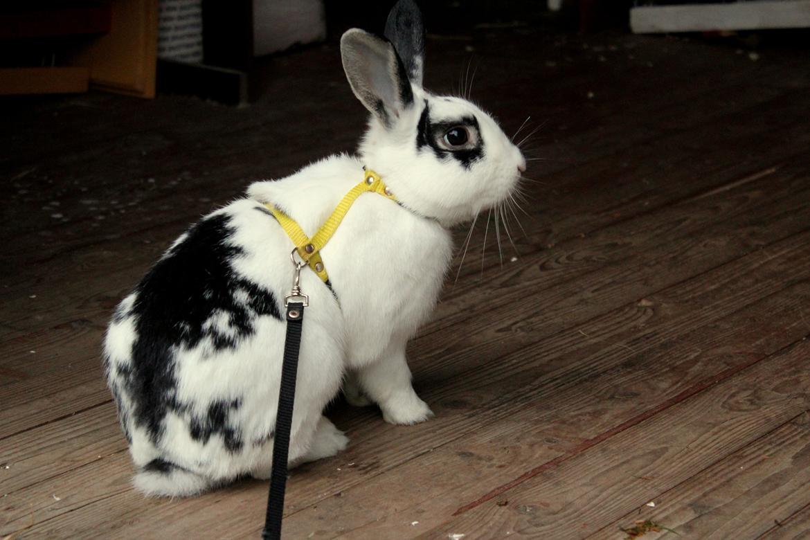 Kanin Dandelions Magnificent "Nuller" billede 1