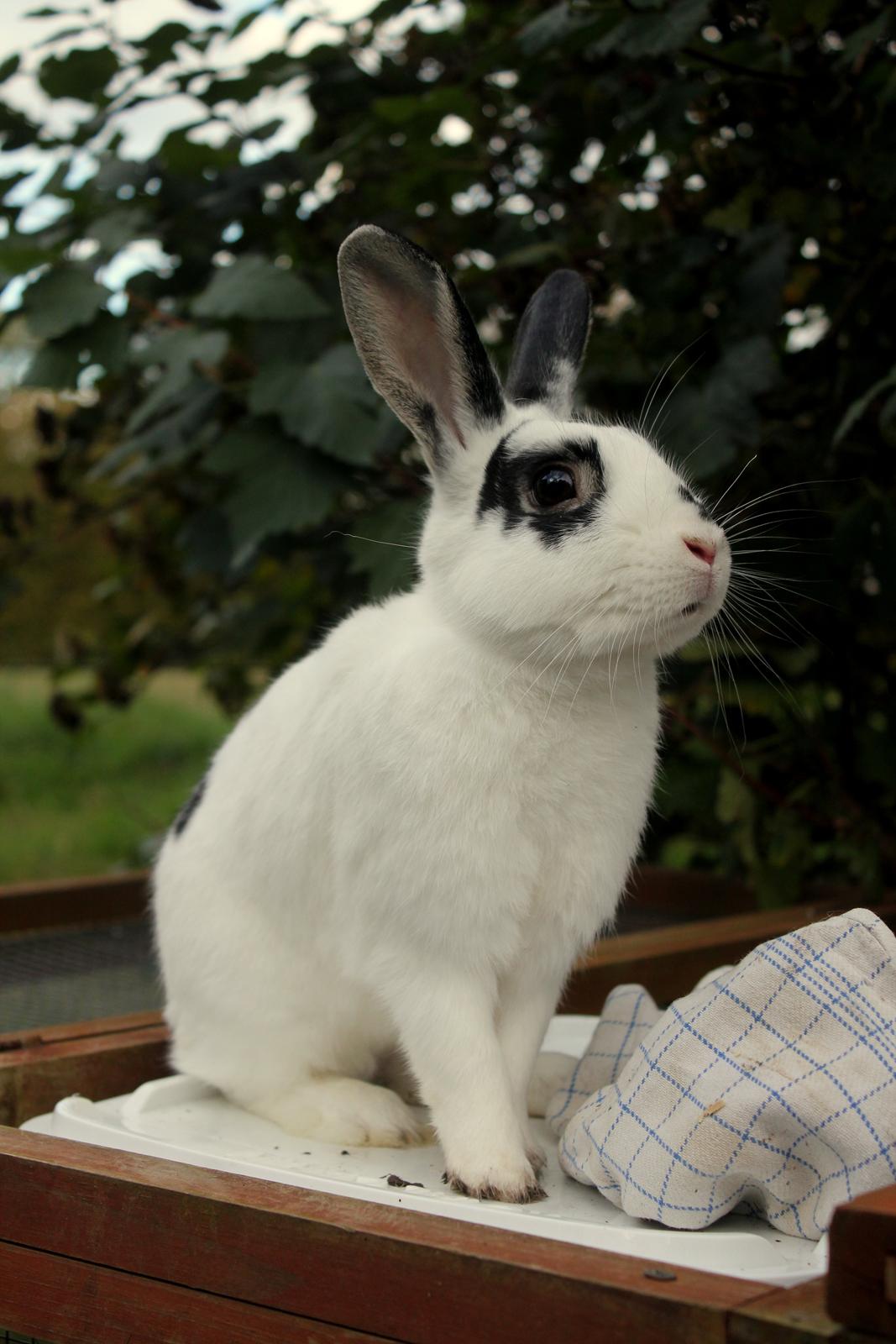 Kanin Dandelions Magnificent "Nuller" billede 4