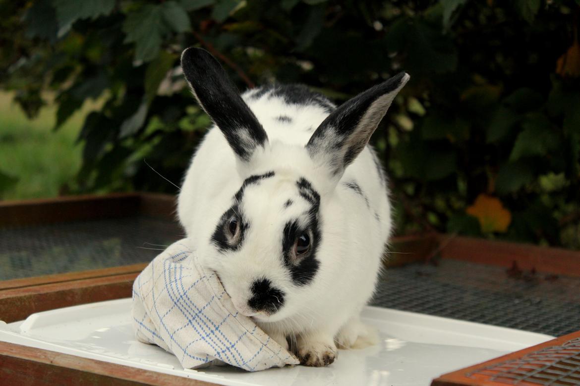 Kanin Dandelions Magnificent "Nuller" billede 22