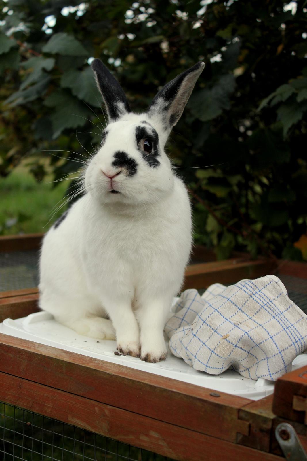 Kanin Dandelions Magnificent "Nuller" billede 2