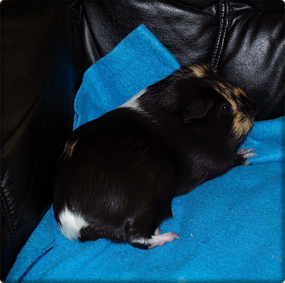 Marsvin Daphnie billede 16