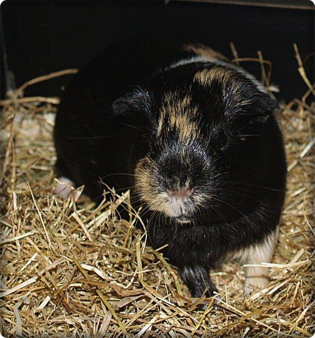 Marsvin Daphnie billede 17