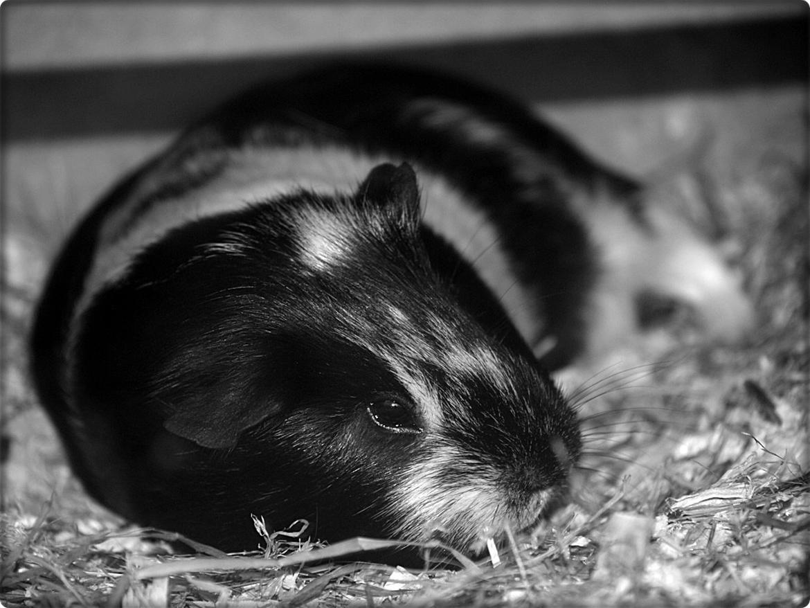 Marsvin Daphnie billede 18