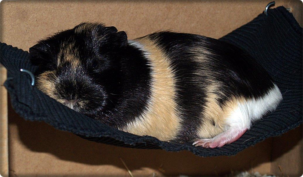 Marsvin Daphnie billede 19