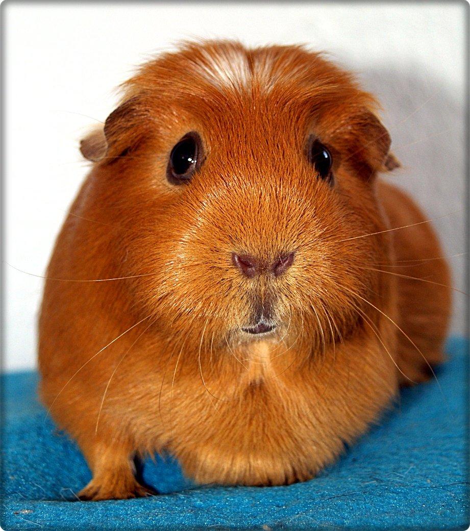 Marsvin Didi billede 20