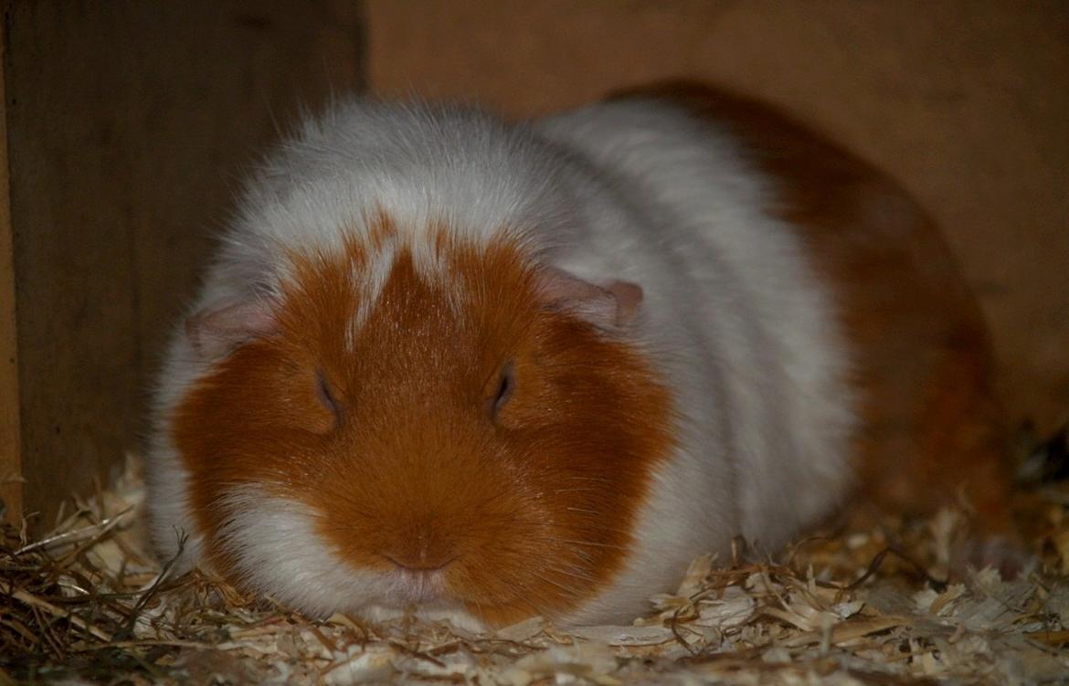 Marsvin Chili billede 19