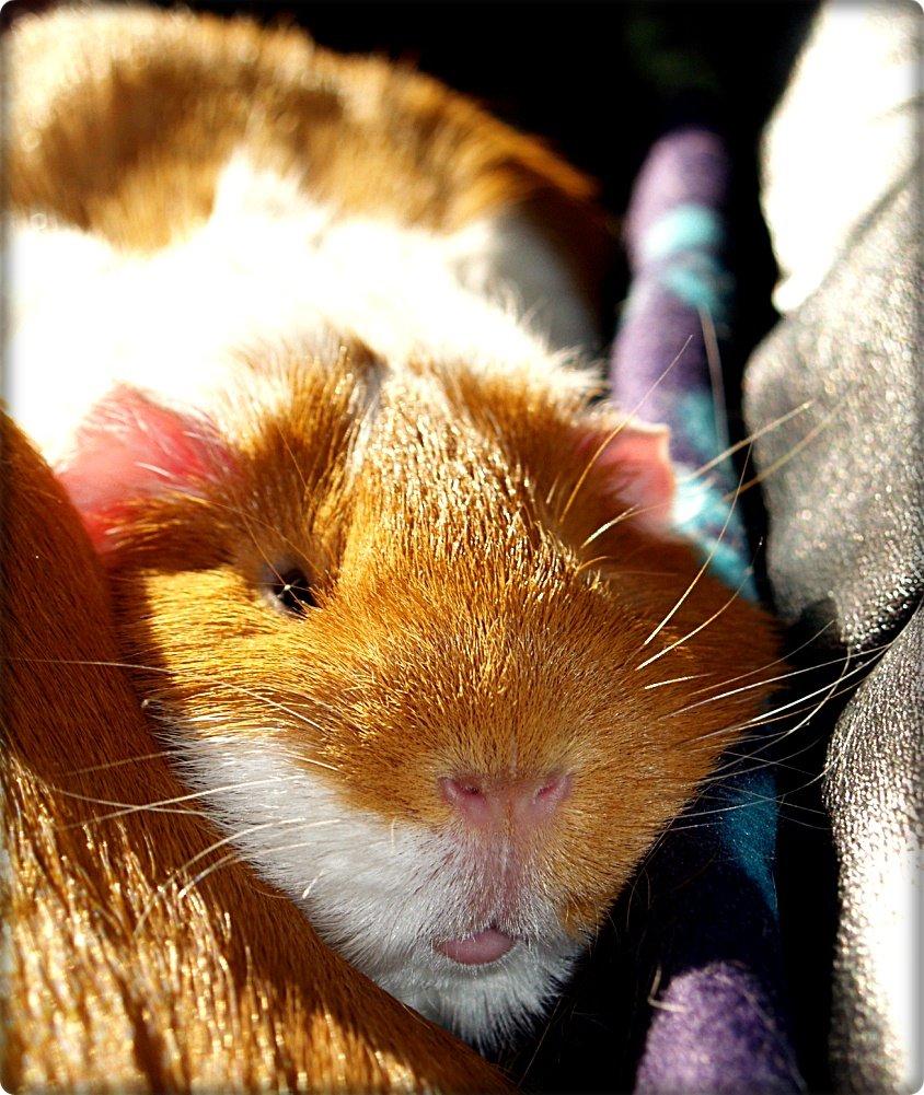 Marsvin Chili billede 20