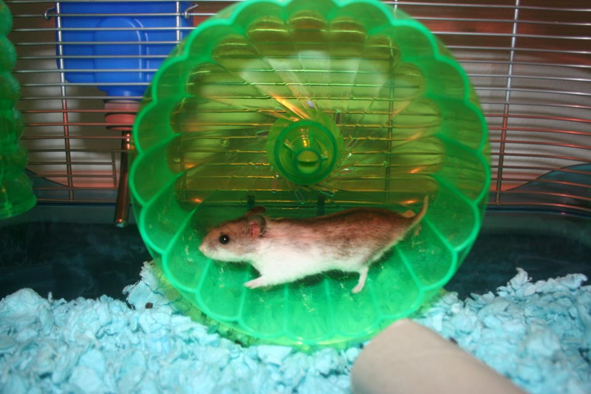Hamster Forslag modtages billede 4