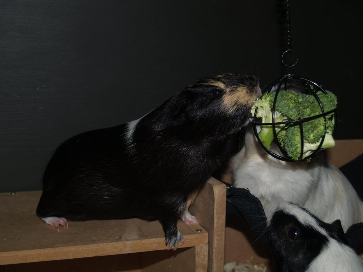 Marsvin Daphnie billede 20