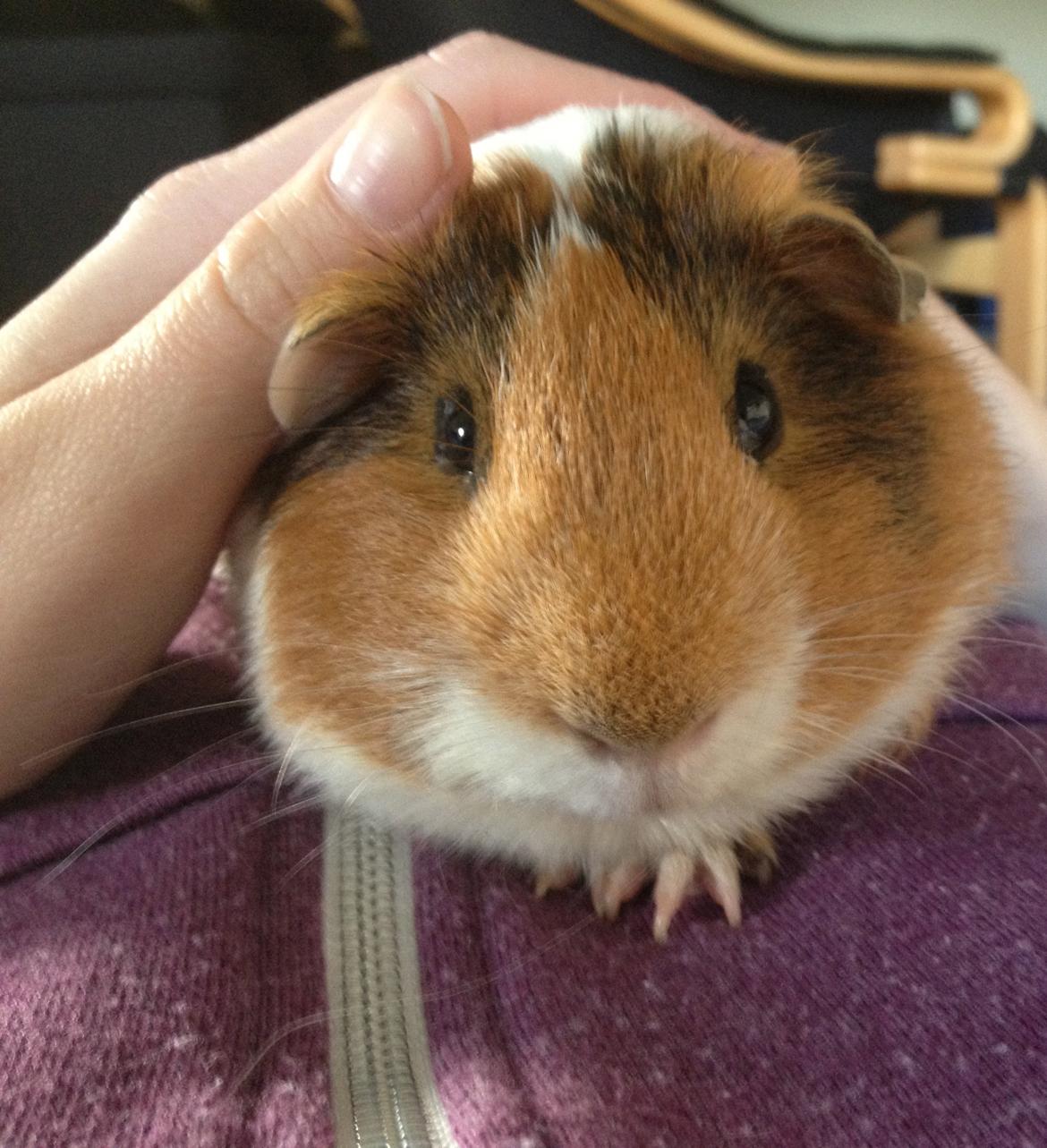 Marsvin Bumme - Bumme på hans 2. dag i sit nye hjem :) billede 1