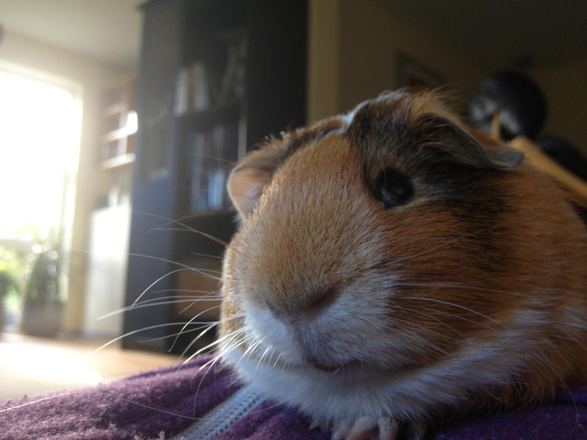 Marsvin Bumme - Bumme på hans 2 dag i hans nye hjem :) billede 2