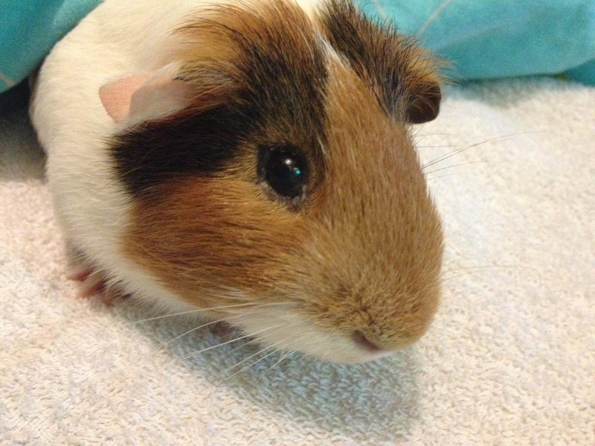 Marsvin Bumme - Bumme på hans første dag  i hans nye hjem :) billede 3