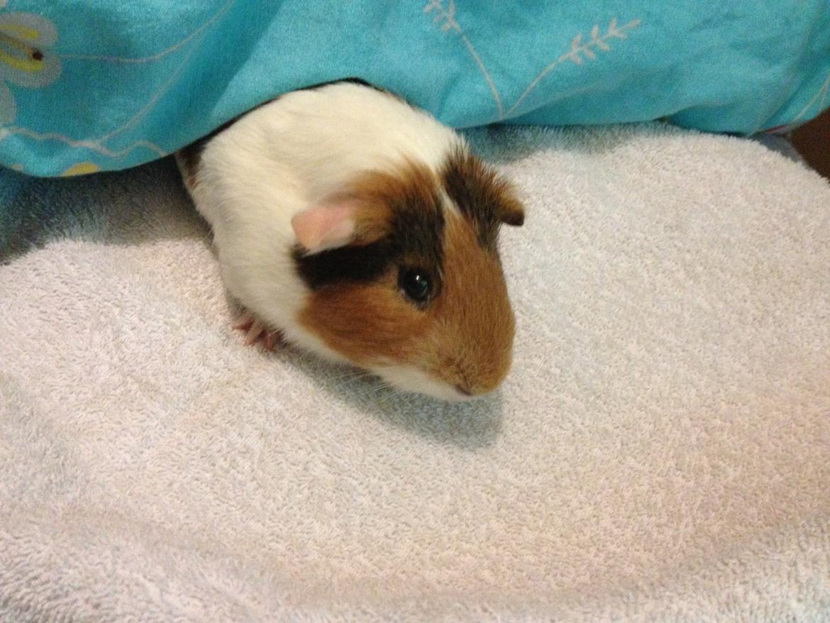 Marsvin Bumme - Bumme på hans 1 dag i hans nye hjem :) billede 4