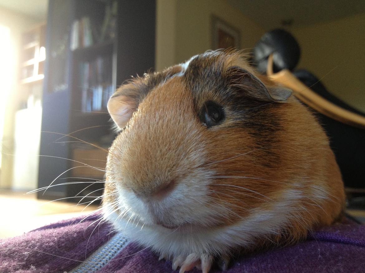 Marsvin Bumme - Bumme på hans 2. dag i hans nye hjem :) billede 5