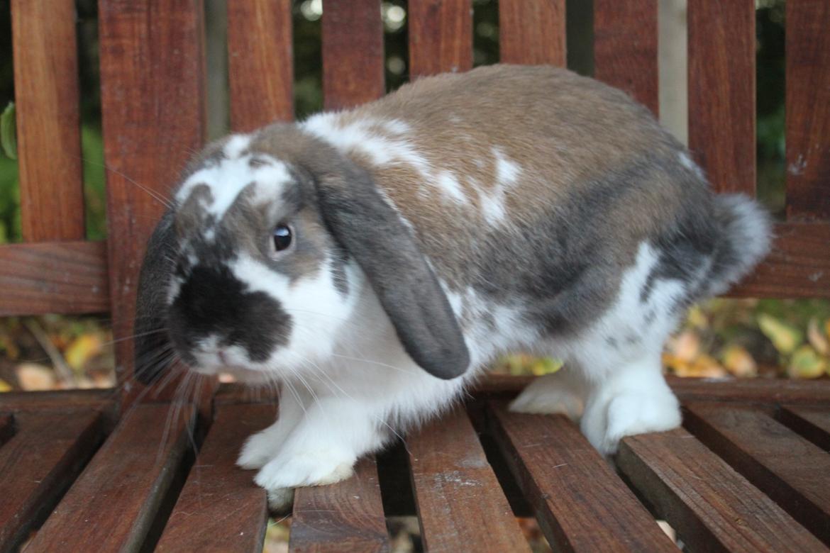 Kanin CAs Arecurius Donn billede 12