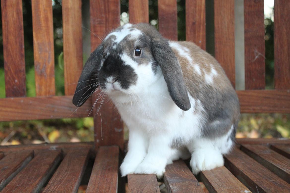 Kanin CAs Arecurius Donn billede 13