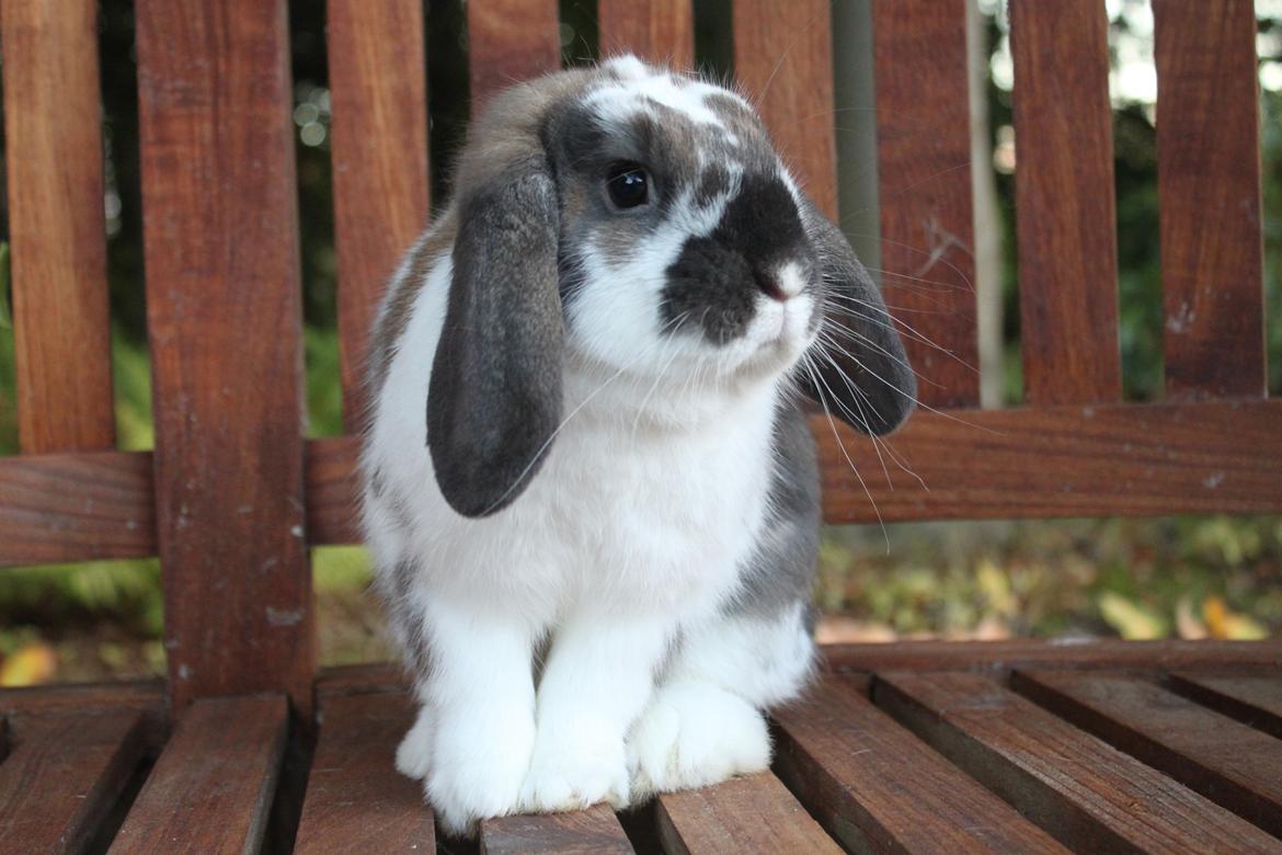 Kanin CAs Arecurius Donn billede 14