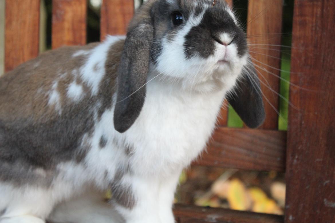 Kanin CAs Arecurius Donn billede 15