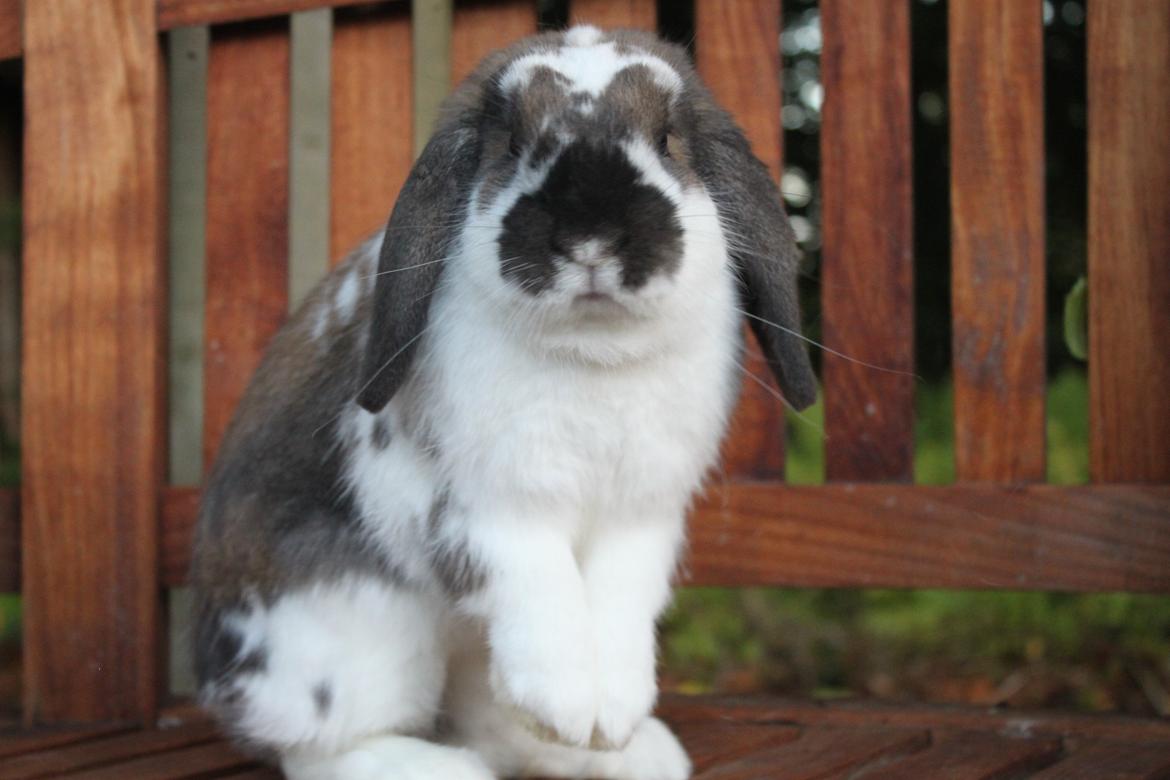 Kanin CAs Arecurius Donn billede 2