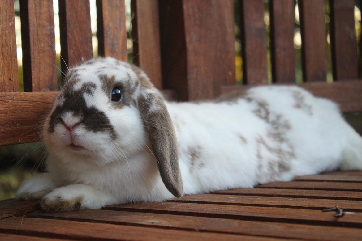 Kanin Winds Jar Jar Binks billede 18