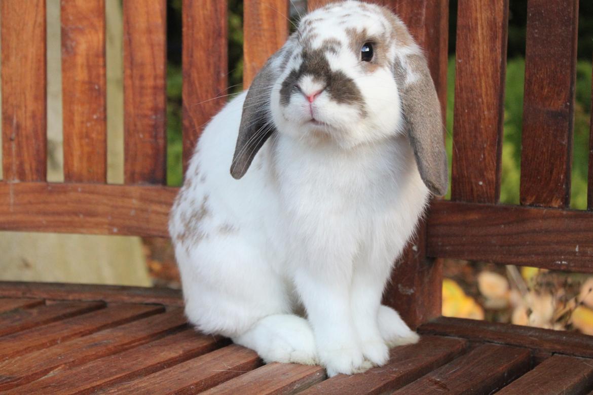 Kanin Winds Jar Jar Binks billede 1