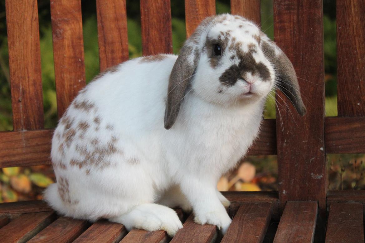 Kanin Winds Jar Jar Binks billede 19