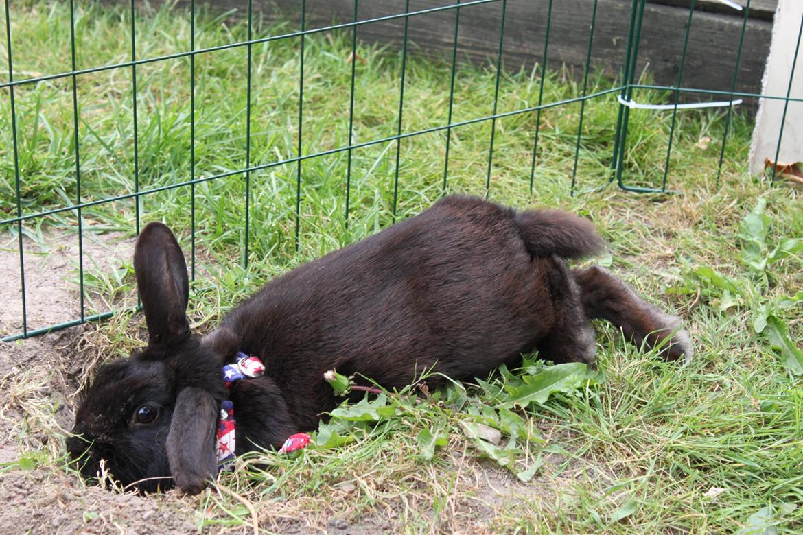 Kanin Milkas Ch. Koma Karma Kosmos billede 21