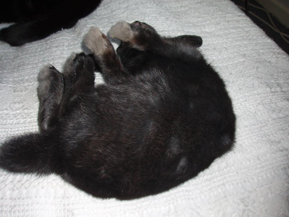 Kanin Milkas Ch. Koma Karma Kosmos billede 22