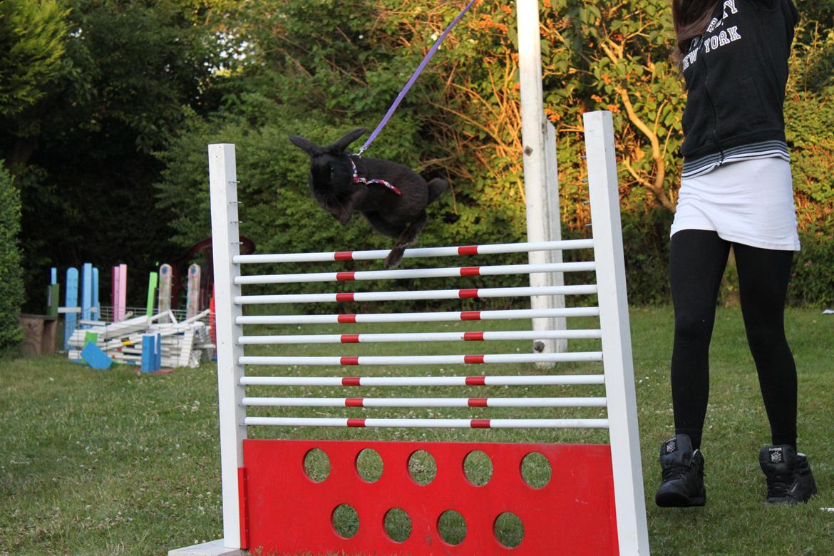 Kanin Milkas Ch. Koma Karma Kosmos billede 23