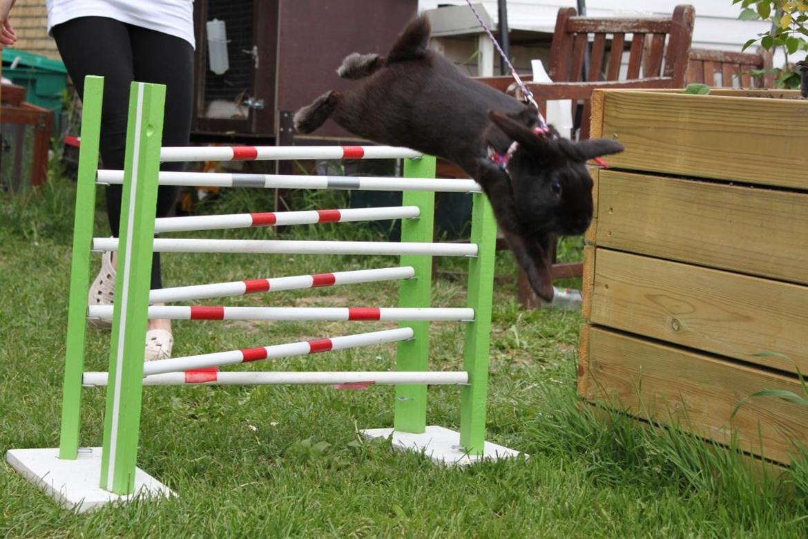 Kanin Milkas Ch. Koma Karma Kosmos billede 24