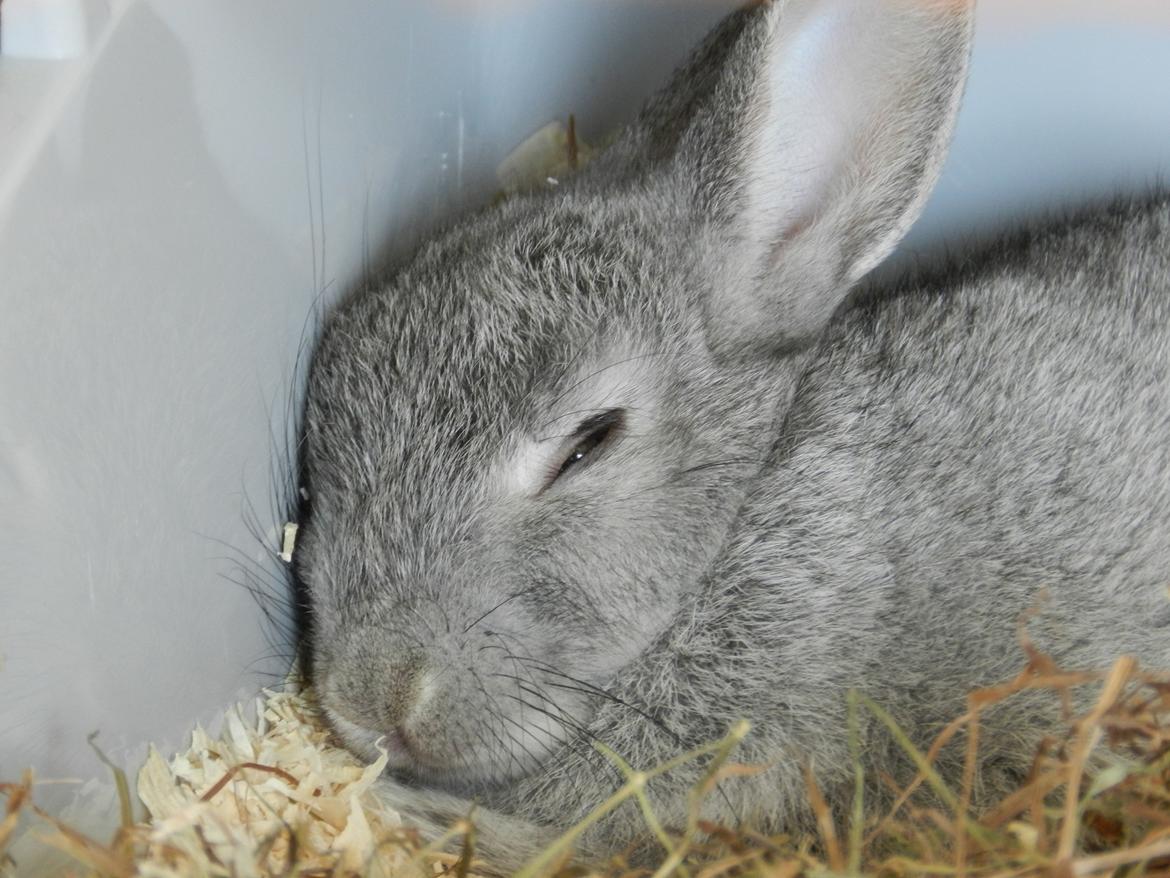 Kanin Sindre billede 5