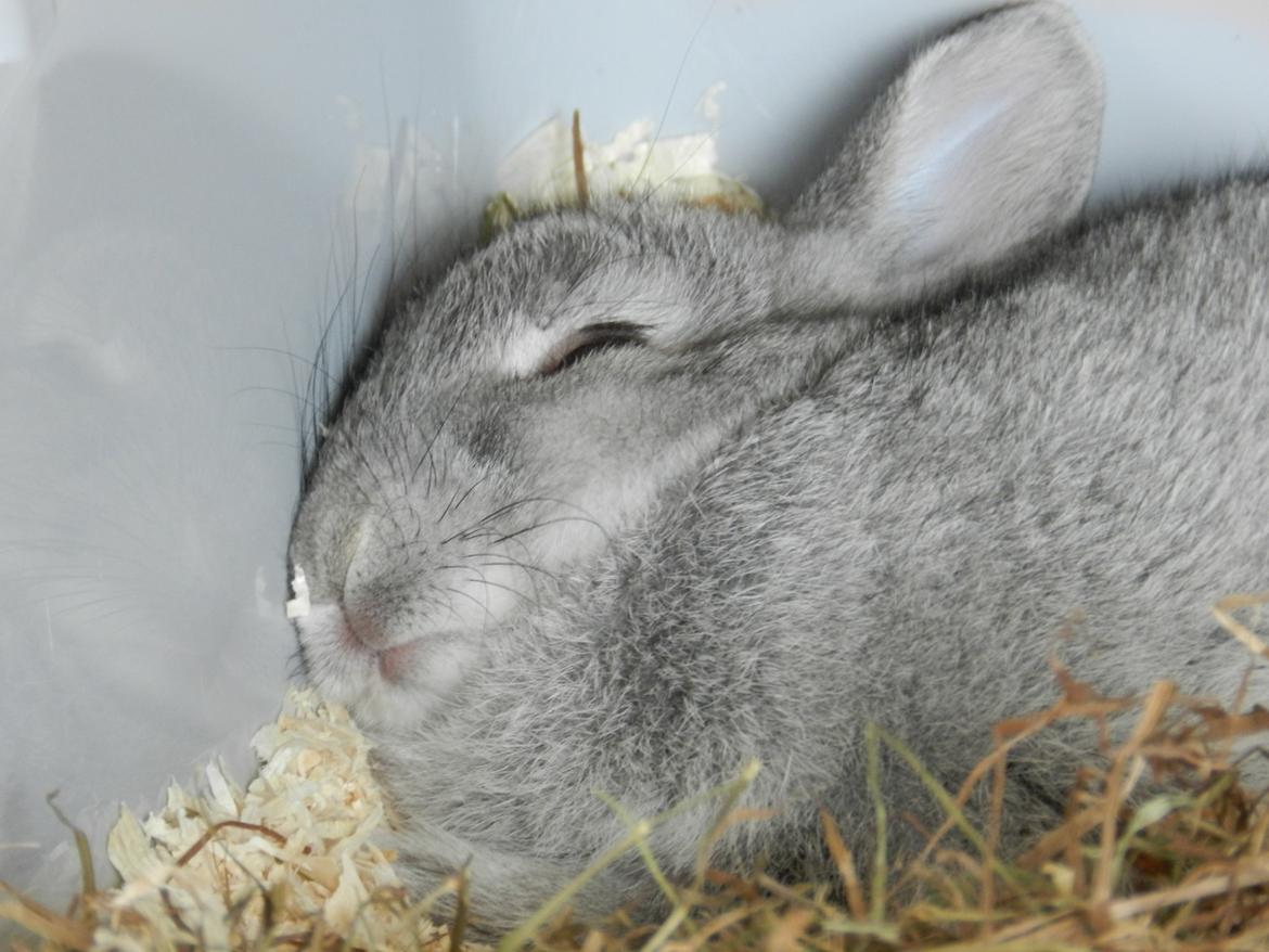 Kanin Sindre billede 6