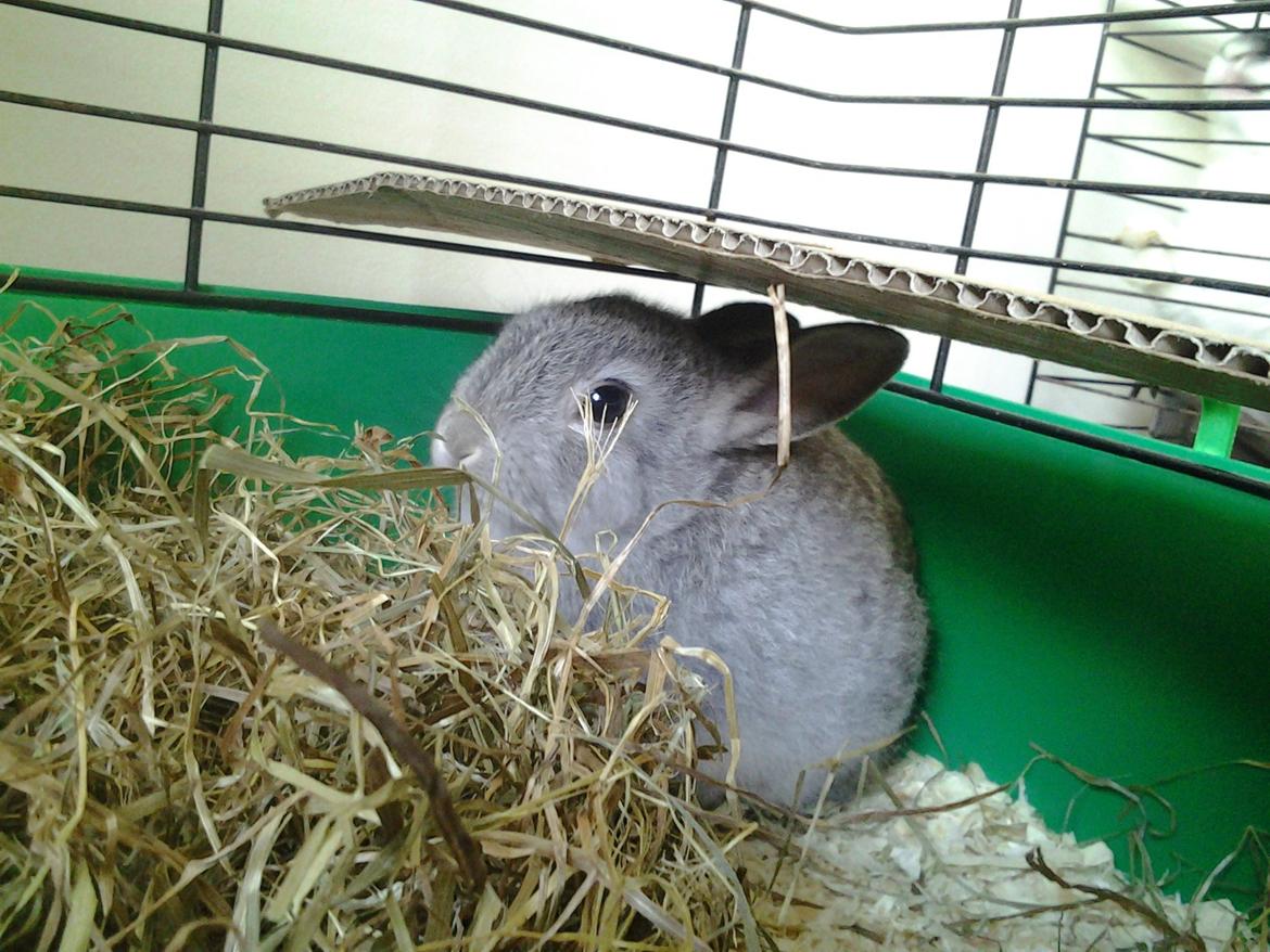 Kanin Sindre billede 7