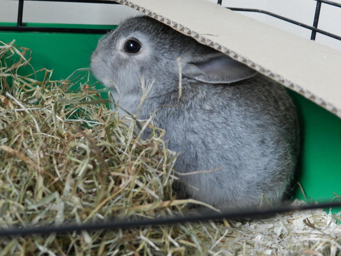 Kanin Sindre billede 8