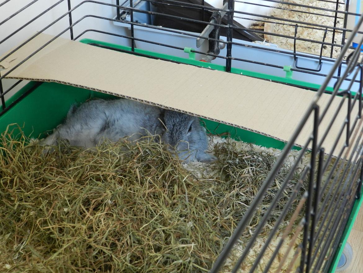 Kanin Sindre billede 9