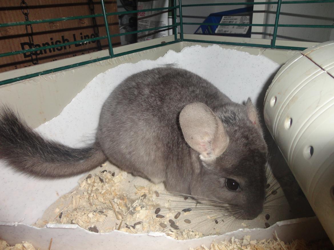 Chinchilla Jassy billede 2