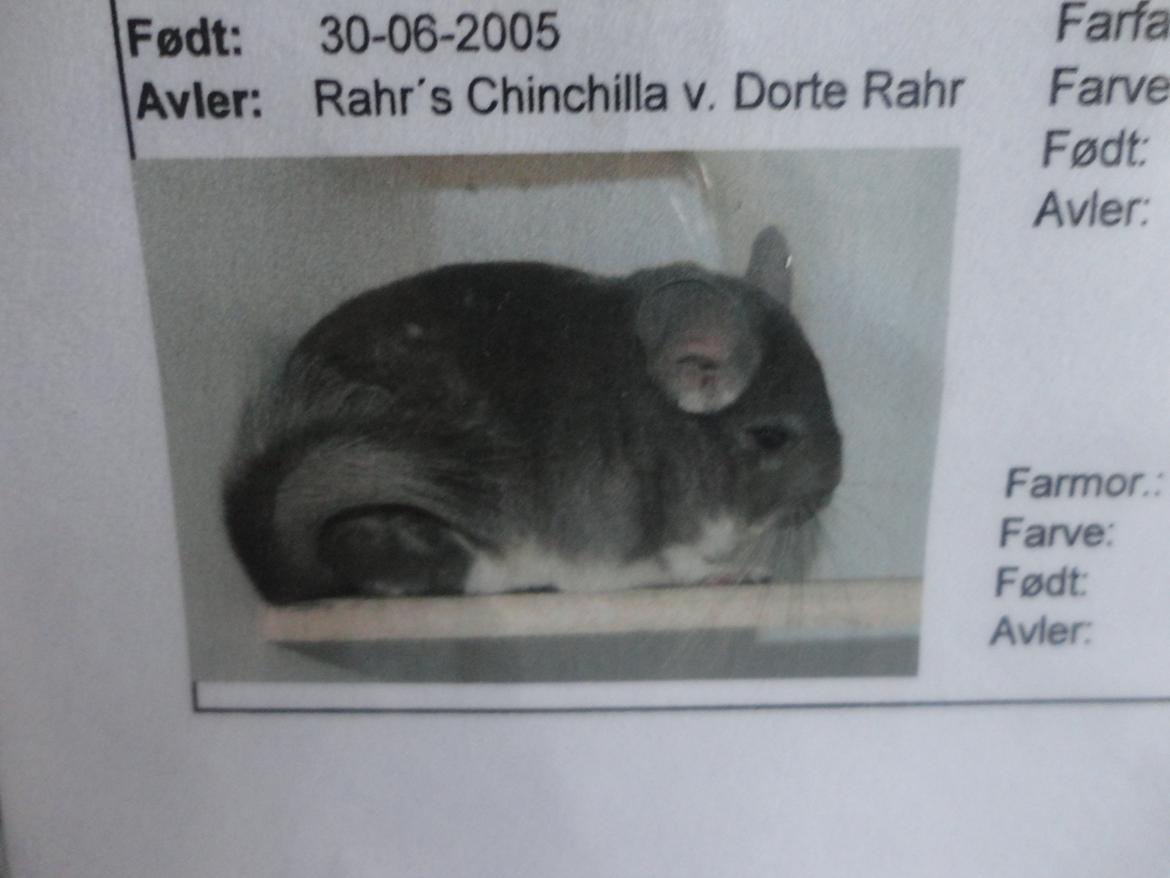 Chinchilla Jassy billede 5