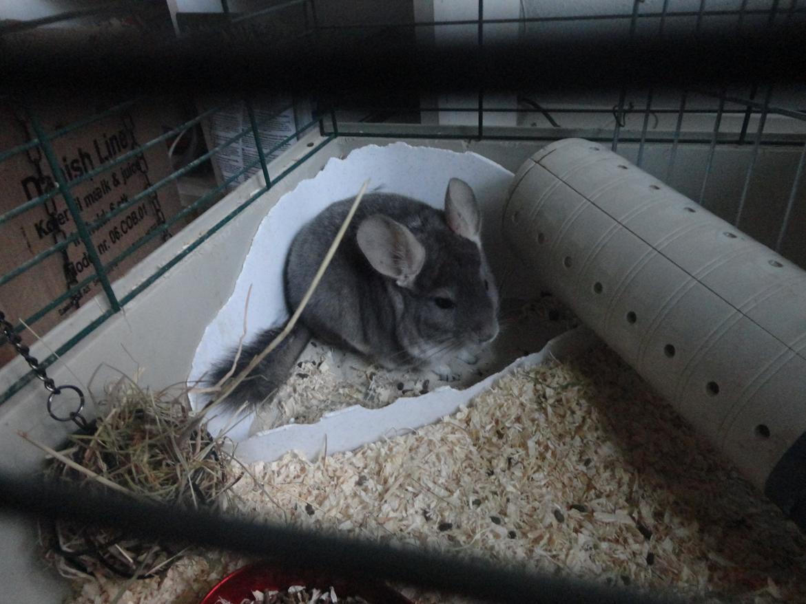 Chinchilla Jassy billede 7