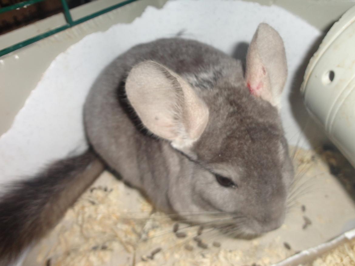 Chinchilla Jassy billede 8