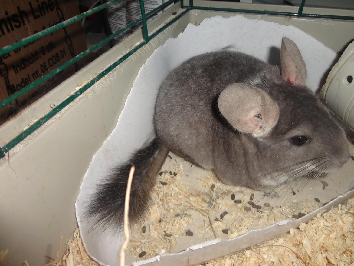 Chinchilla Jassy billede 9