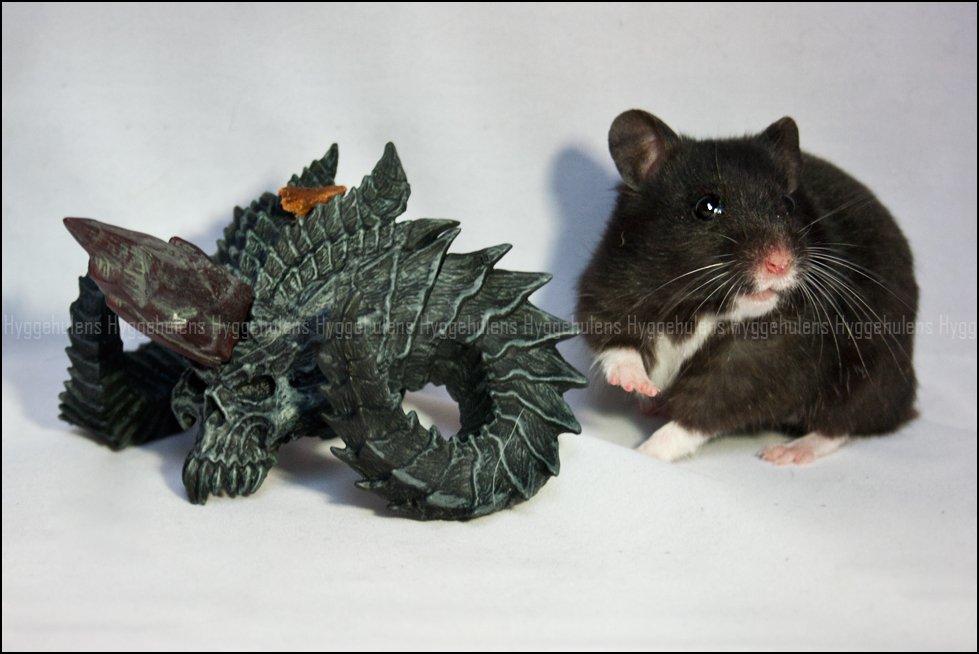Hamster Hyggehulen's Diablo billede 13