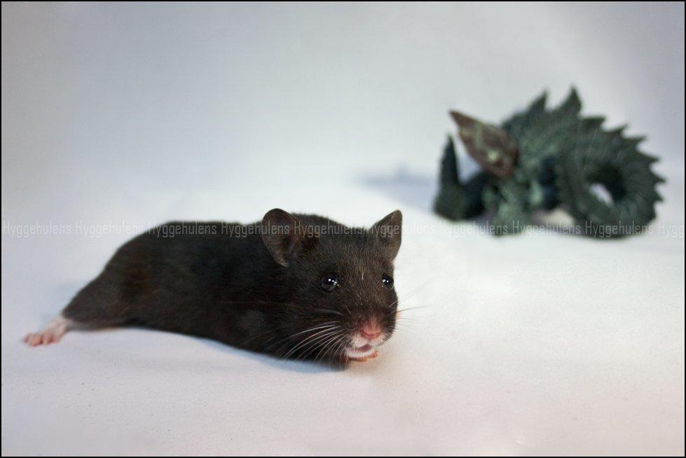 Hamster Hyggehulen's Diablo billede 14