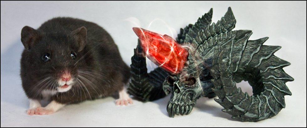 Hamster Hyggehulen's Diablo billede 5