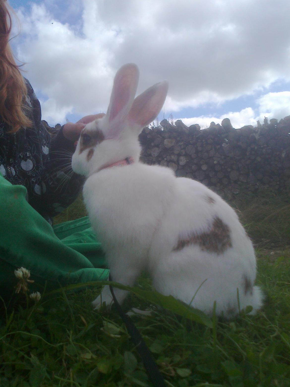 Kanin black eyes / sorte øje billede 1