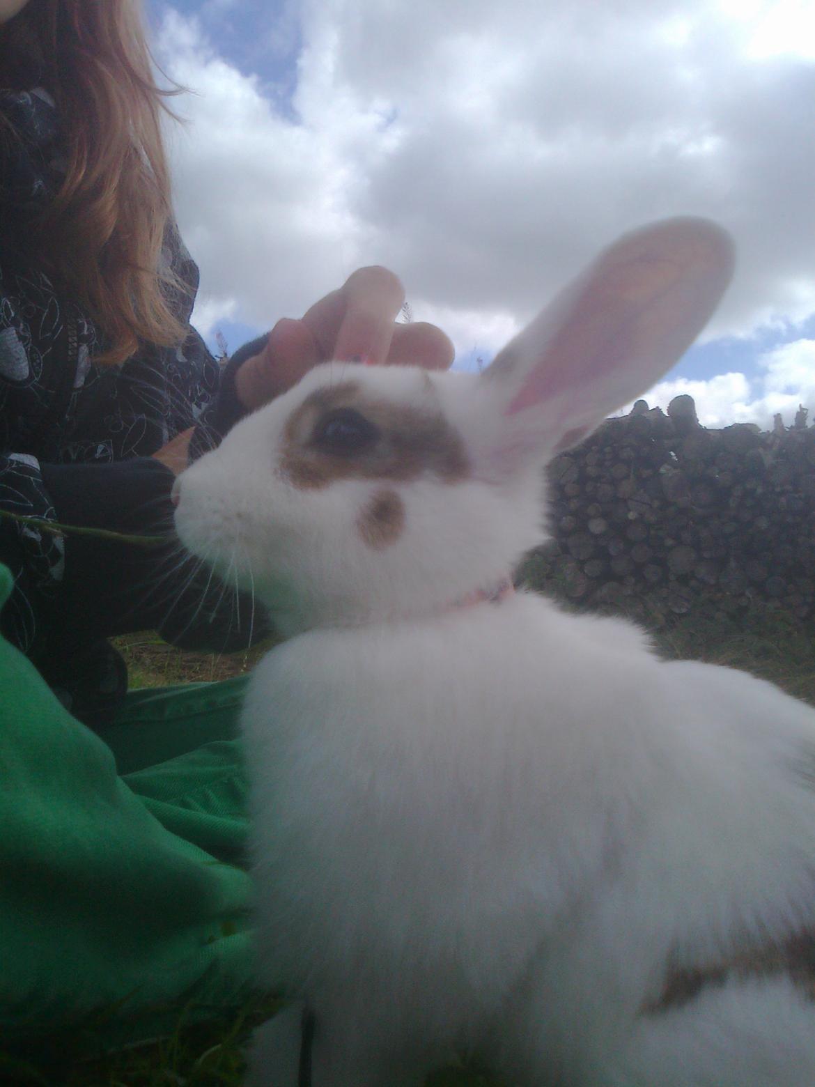 Kanin black eyes / sorte øje billede 2