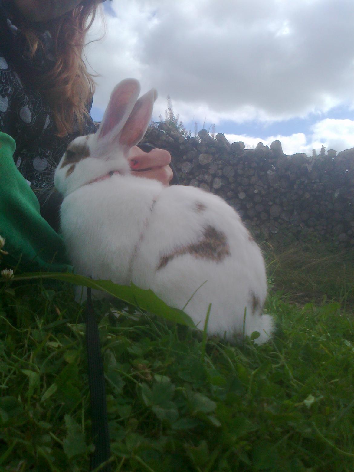 Kanin black eyes / sorte øje billede 3