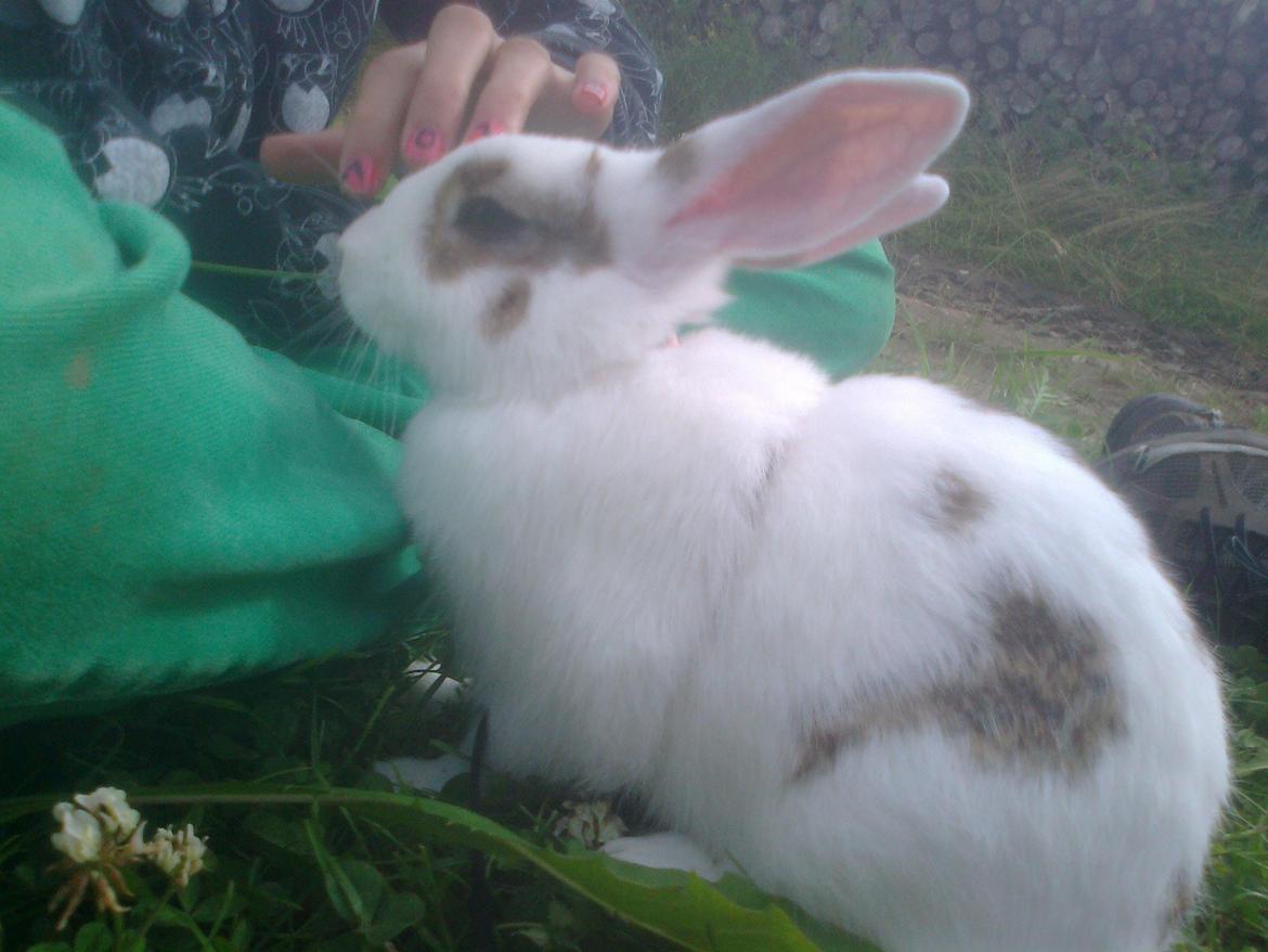 Kanin black eyes / sorte øje billede 4